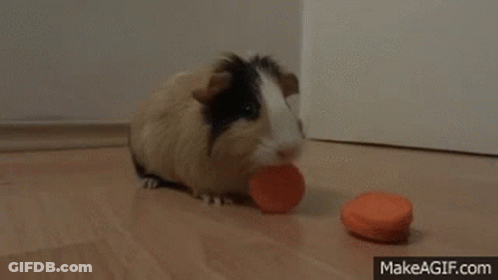 Guinea Pig Eating Carrot GIF