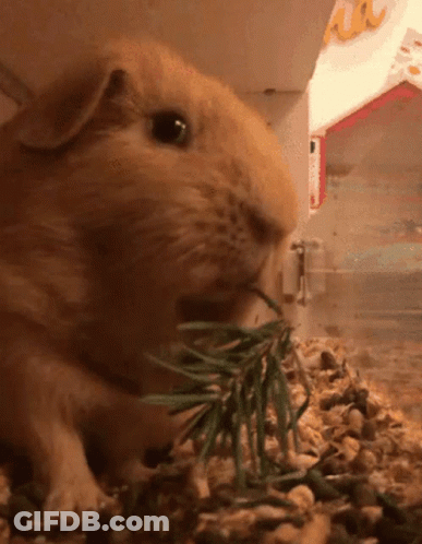 Guinea Pig Eating GIF