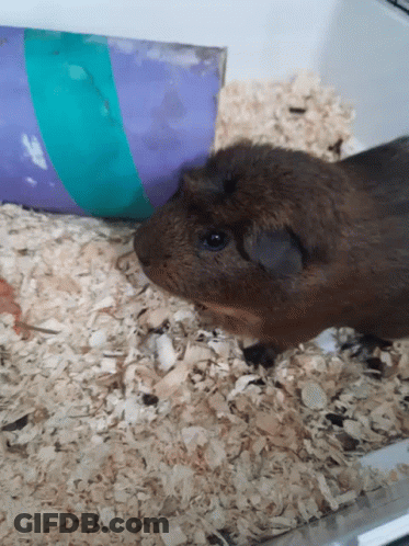 Guinea Pig In Cage Next To Purple And Green Pipe GIF