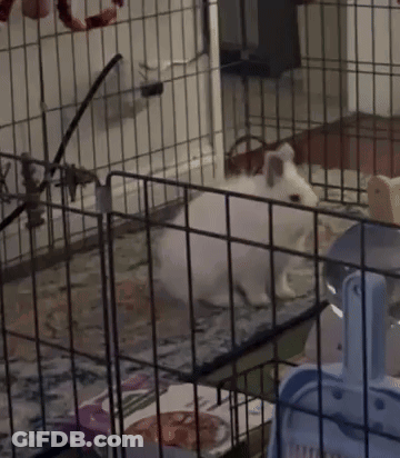 Guinea Pig In Cage Saying I'm Ready GIF