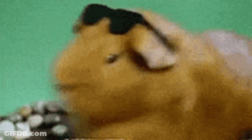 Guinea Pig In Sunglasses Laying On Rock GIF