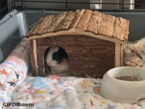 Guinea Pig In Wooden House With Food Bowl GIF