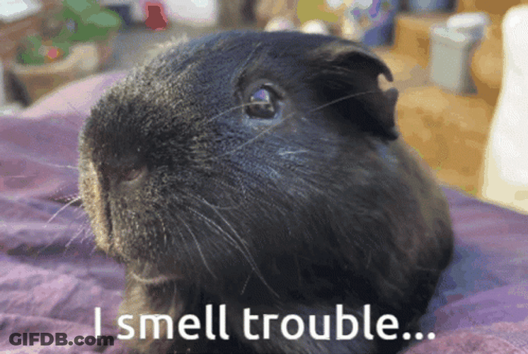 Guinea Pig Just When I Thought I Was Out GIF