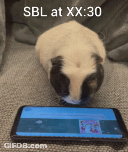 Guinea Pig Looking At Cell Phone Sbl At Xx:30 GIF