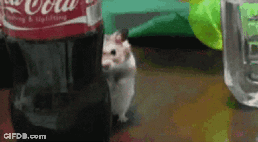 Guinea Pig Lurking GIF