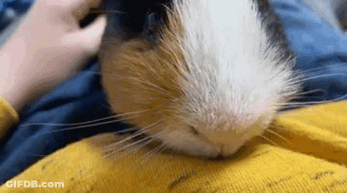 Guinea Pig Lying On Lap GIF