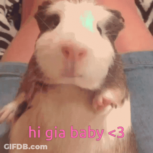 Guinea Pig Saying Hi Gia Baby < 3 GIF