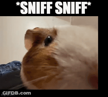 Guinea Pig Sniff Sniff GIF