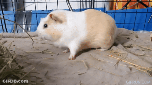 Guinea Pig Standing On Blanket GIF