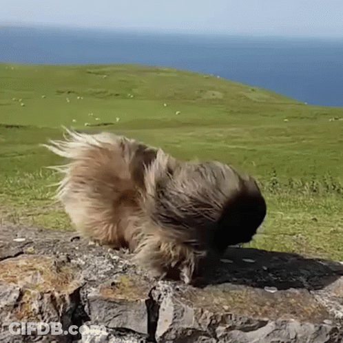 Guinea Pig Standing On Rock In Front Of Grassy Hill And Ocean GIF