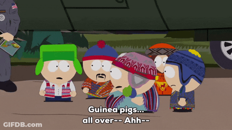 Guinea Pigs All Over GIF