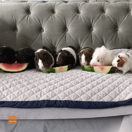 Guinea Pigs Eats Watermelon GIF