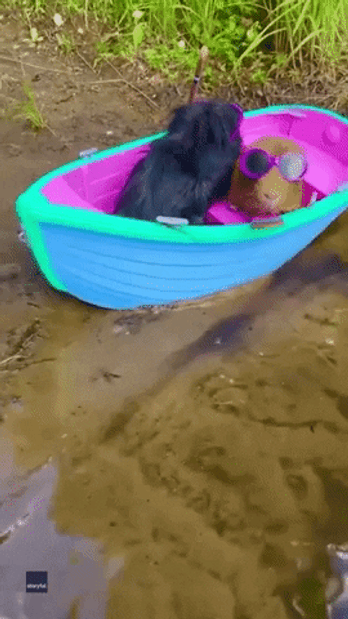 Guinea Pigs Floating With Play Boat GIF