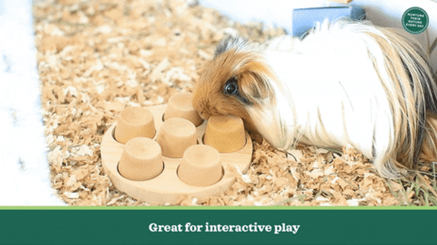 Guinea Pigs Great For Interactive Play GIF