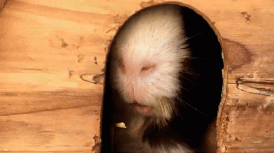 Guinea Pigs Hiding From The Sun Light GIF