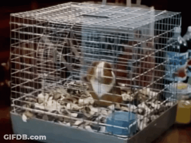 Guinea Pigs Inside The Cage GIF