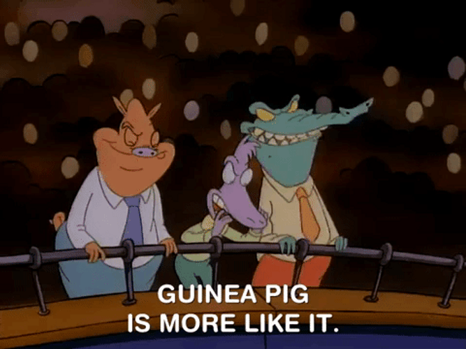 Guinea Pigs Is More Like It GIF