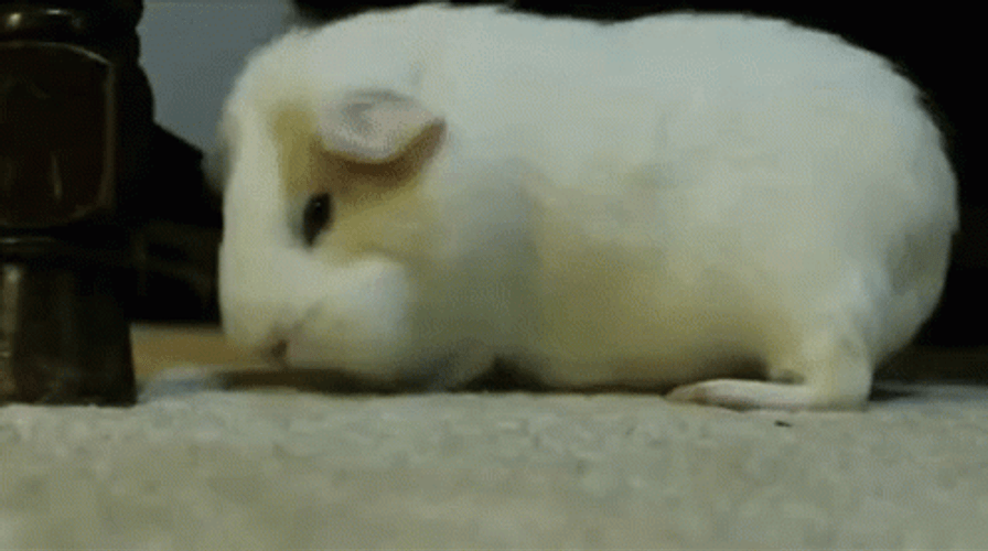Guinea Pigs Is Tired And Sleepy GIF