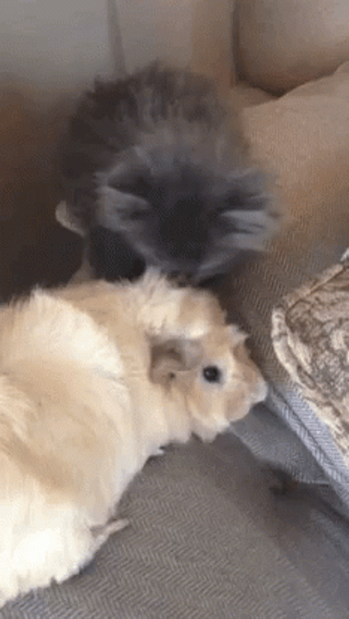 Guinea Pigs Played By Kitten GIF