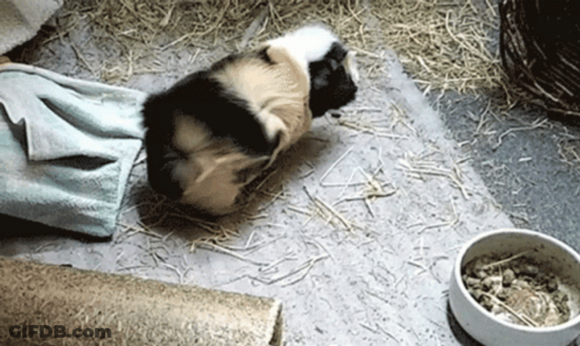 Guinea Pigs Playing Alone GIF