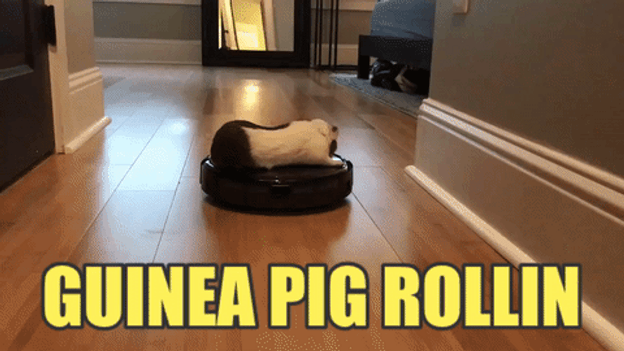 Guinea Pigs Rollin Inside The House GIF
