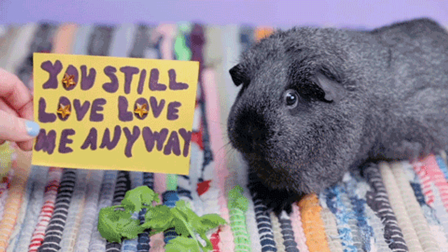 Guinea Pigs You Still Love Me Anyway GIF