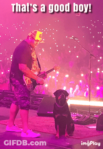Guitarist With Dog That's A Good Boy GIF