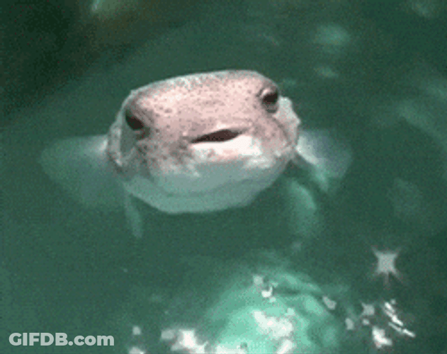 Gulp Gulp Gulp Cute Puffer Fish Meme GIF