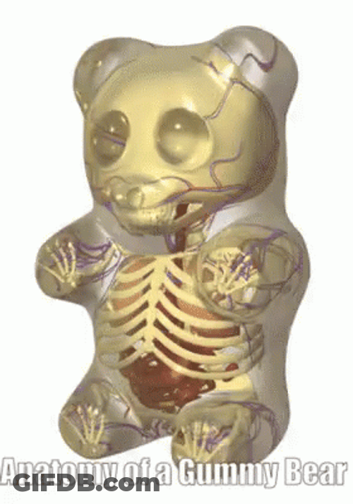 Gummy Bear Anatomy GIF