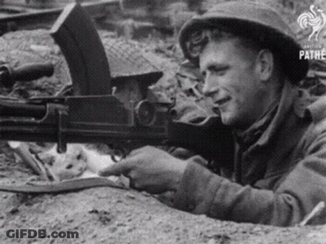 Gunner Playing With A Cat GIF