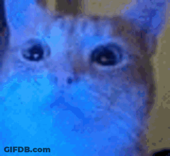 Gus GIF