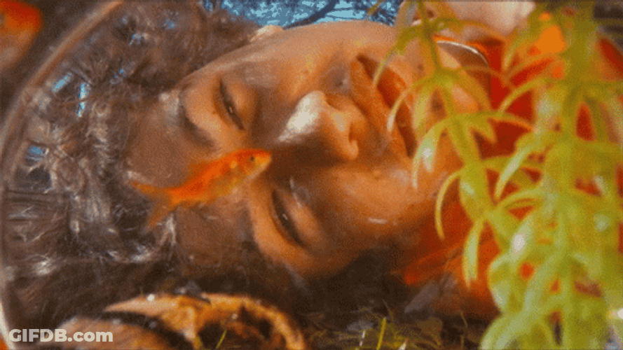 Guy Looking Through Bowl Of Goldfish GIF