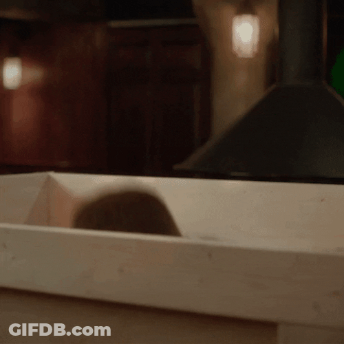 Guy Peekaboo St Patricks Day Birthday GIF