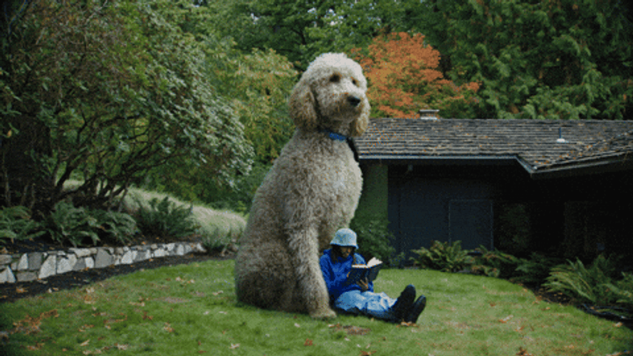Guy Reads Book Laying Back On Big Dog GIF