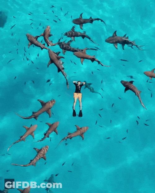 Guy Relaxing Above Goblin Shark Swimming Underneath GIF