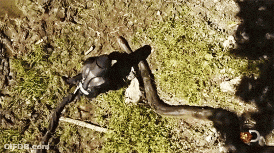 Guy Willingly Got Eaten Alive By Anaconda GIF