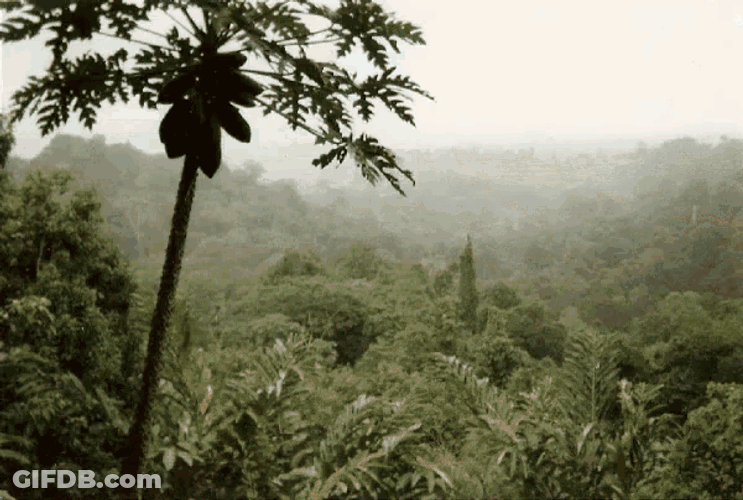 Guyane GIF