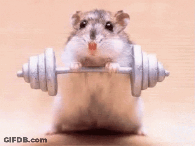 Gym Rat Lifting Barbell Meme GIF