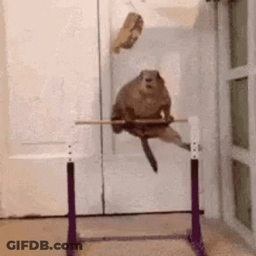Gymnastics Prairie Dogs GIF
