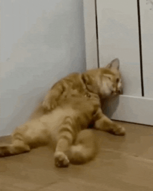 H2di Cat Dead GIF