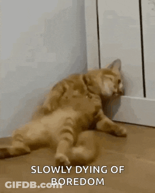 H2di Cat Dead GIF