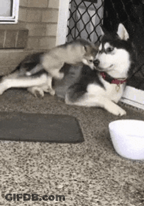 H2di Puppy Playing GIF
