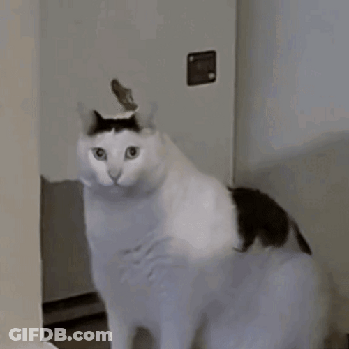Ha Meme Cat Chonk Huh GIF