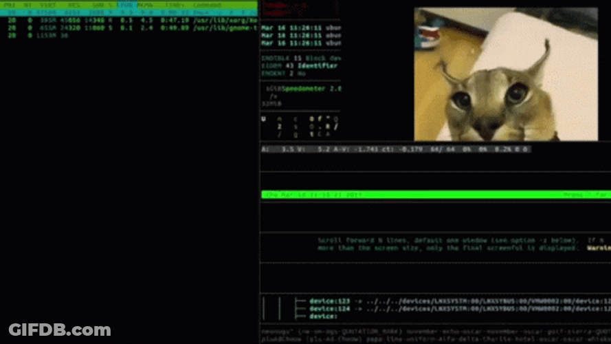 Hacker Beluga Cat GIF