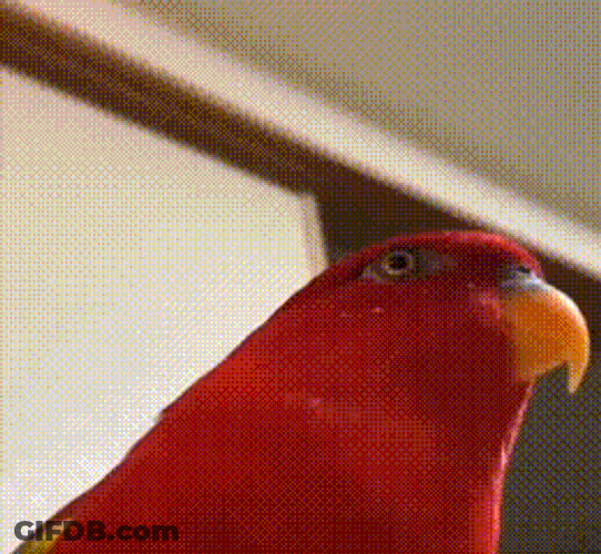 Haha Gumichan GIF