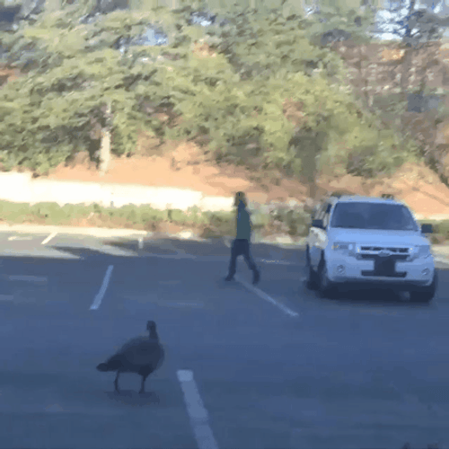 Hahaha Bird Attack GIF