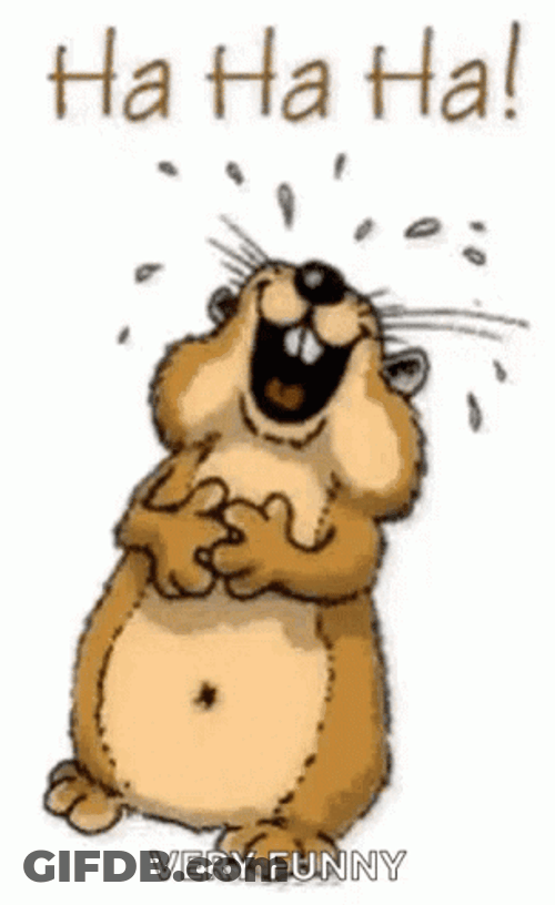 Hahaha Guinea Pig GIF