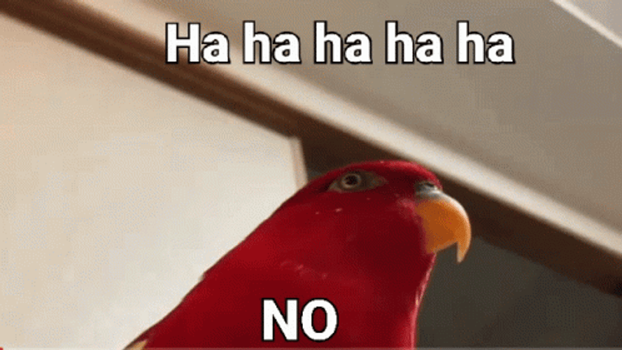 Hahaha No Bird Meme GIF
