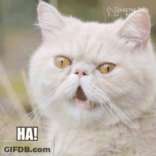 Hahaha White Cat GIF