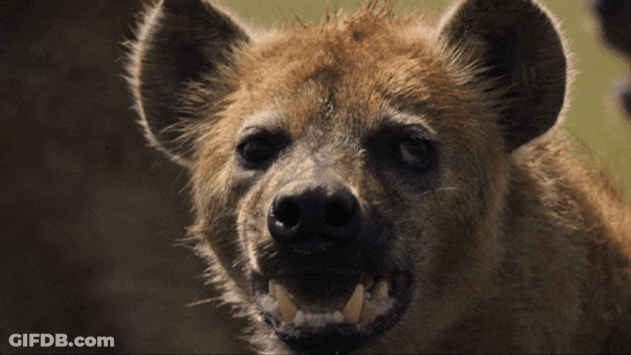 Hair Raising Hyena GIF